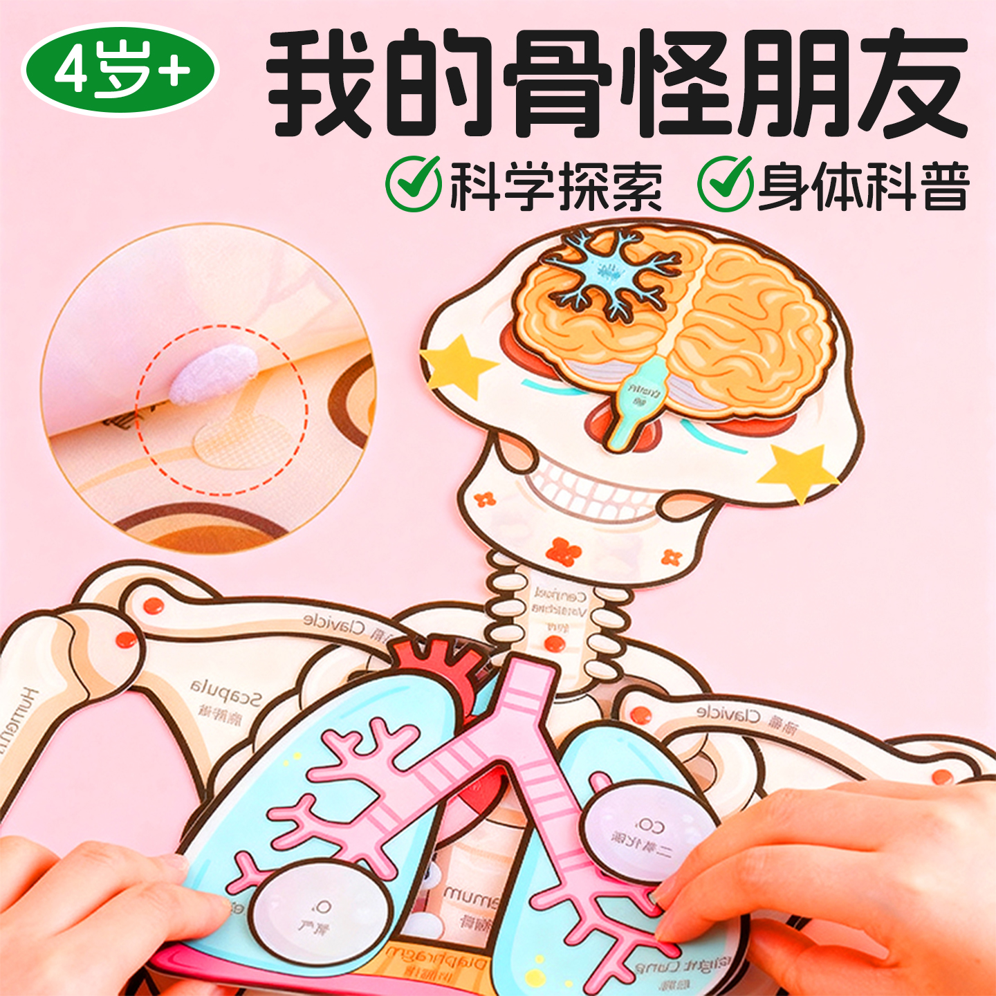 我的骨怪朋友骨骼结构