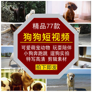 狗狗短视频可爱萌宠动物玩耍陪伴奔跑跳遛小狗特写混剪辑实拍素材