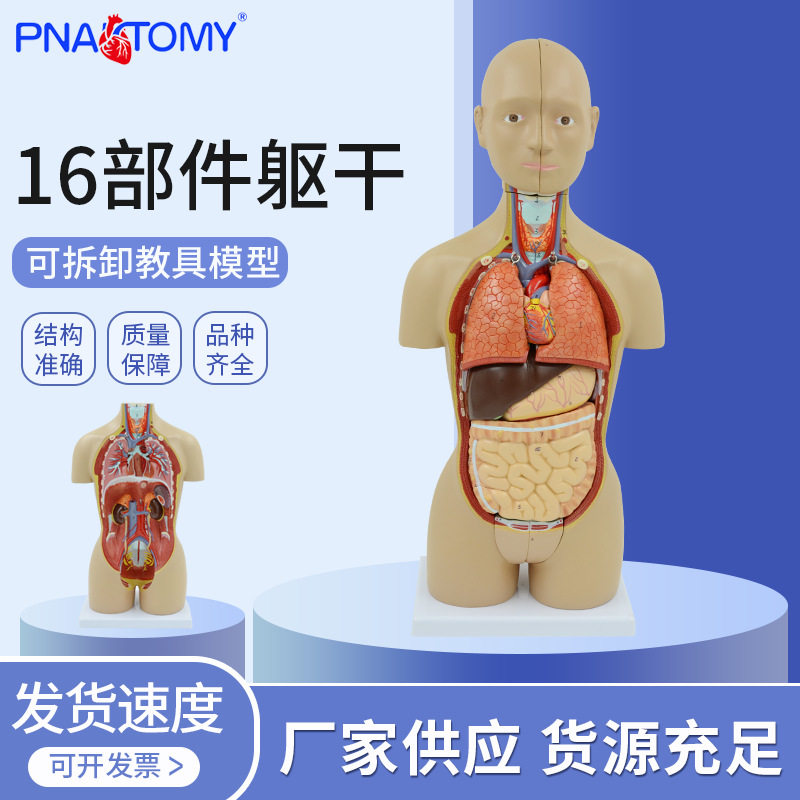 人体器官解剖模型人体内脏结构人体拼装躯干模型DIY少儿科普