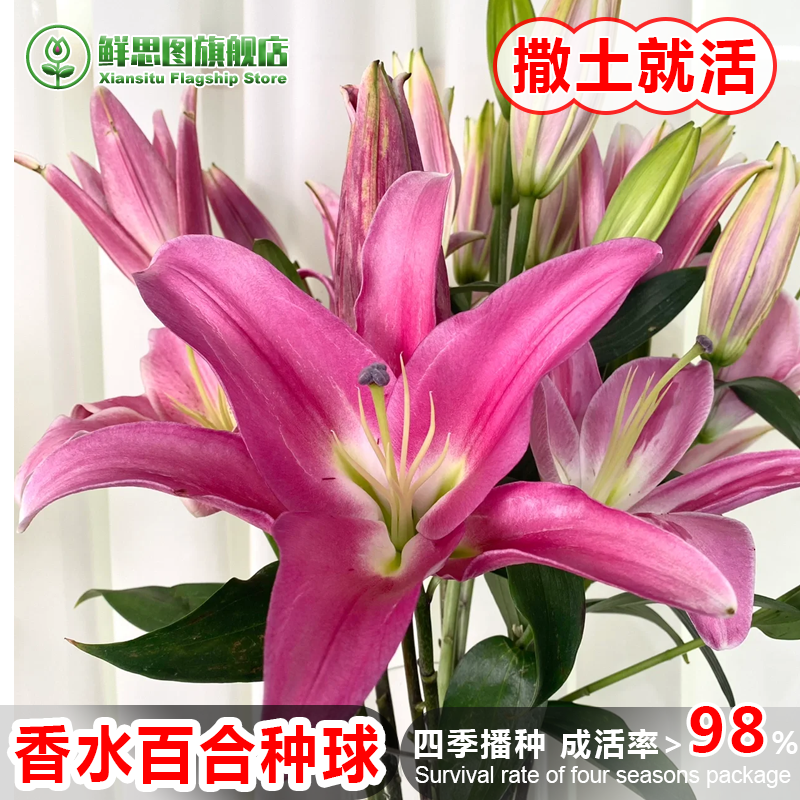 9.9元5个带芽香水百合种球四季重瓣浓香多苞进口花卉植物盆栽种子