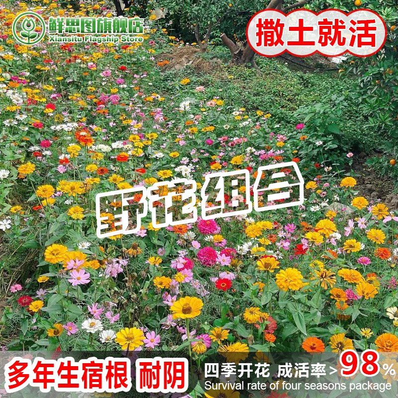 户外庭院组合花籽易活一年四季都开花室外春季播种花种子大全花子