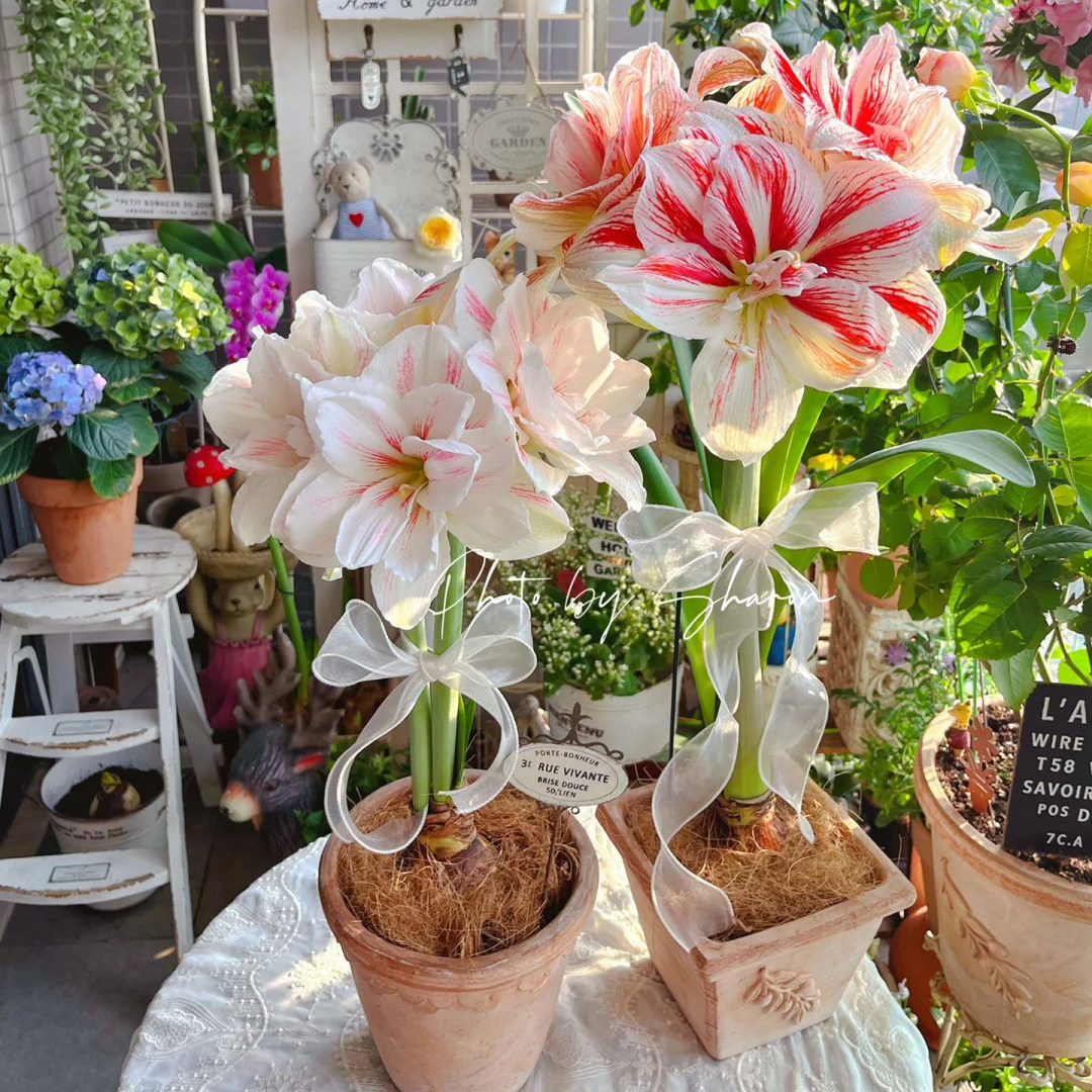 朱顶红种球重瓣大花球盆栽庭院室内阳台四季大土朱新手可养