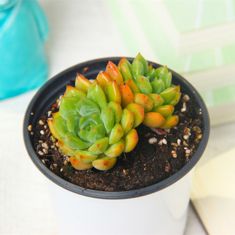 多肉植物青苹果多头老桩室内小盆栽花卉绿植阳台办公室好养