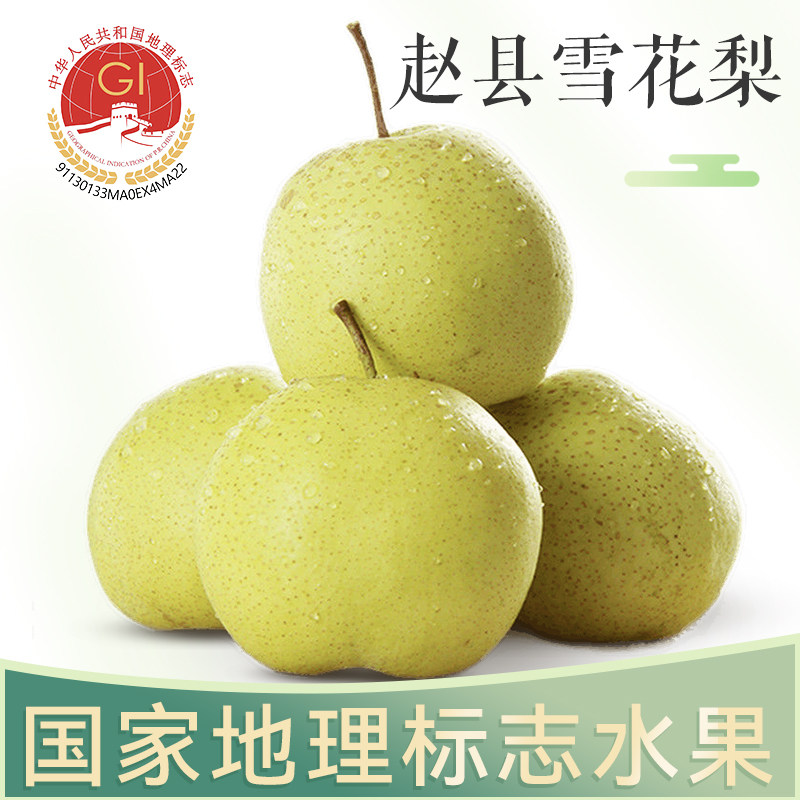 雪花梨赵县新鲜雪花梨雪梨产地直发当季水果梨子冰糖雪梨梨花朵朵