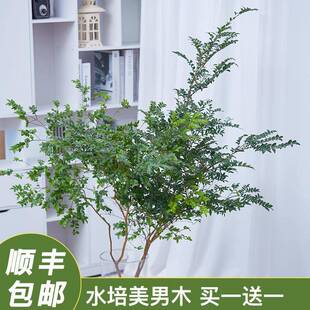 美男木鲜切枝条水培植物马醉木吊钟平替客厅室内装饰易活落地盆栽