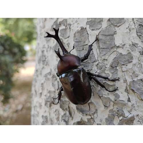独角仙成虫幼虫入门宠物甲虫饲养盒套餐科普昆虫活体锹甲姬兜虫