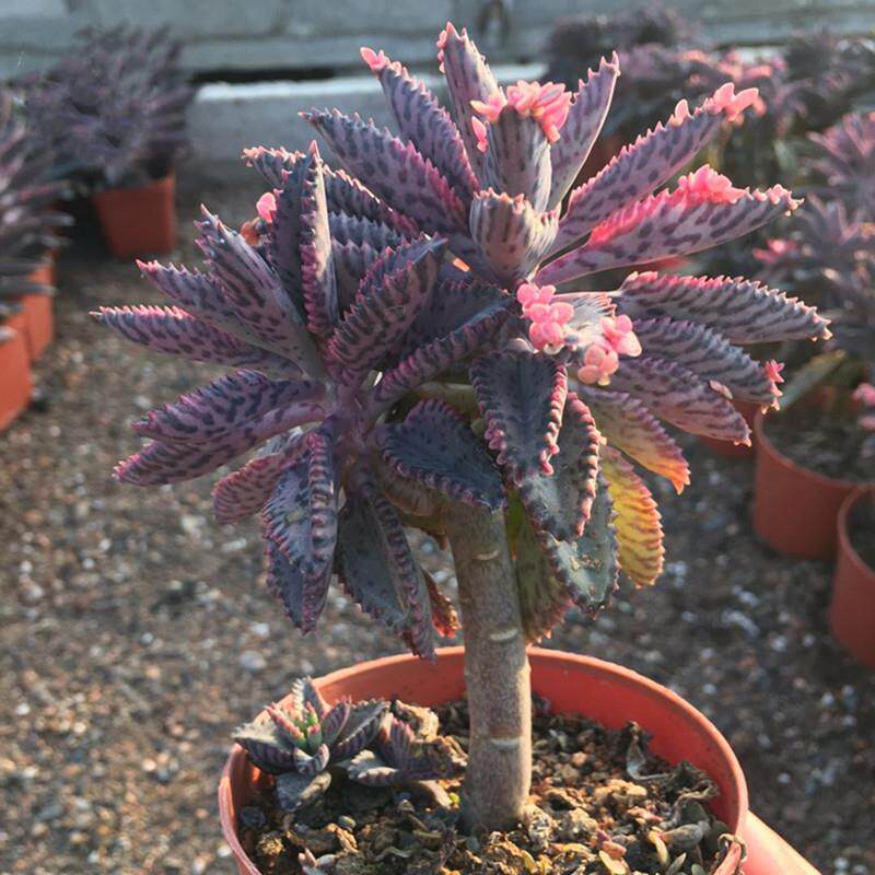 多肉植物不死鸟锦落地生根吸财树乒乓福娘黑法师钱串老桩带香味的