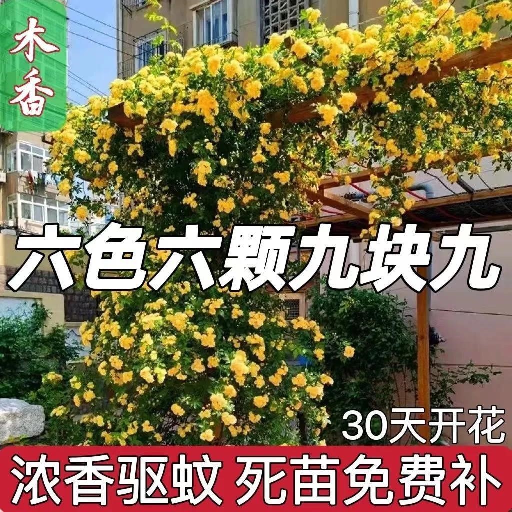 【买一送五】木香花苗七里香爬藤植物白红黄木香花盆栽阳台庭院