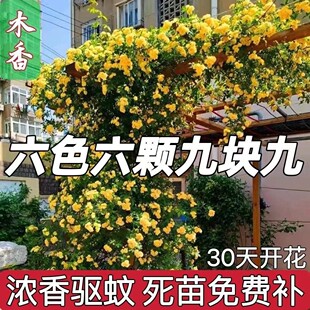 木香花苗七里香爬藤植物白红黄木香花盆栽阳台庭院 买一送五