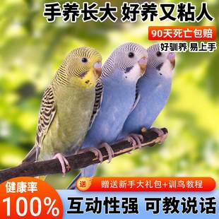 虎皮鹦鹉活鸟鹦鹉鸟类小鸟会学说话的鸟手养宠物小型鹦鹉一公一母