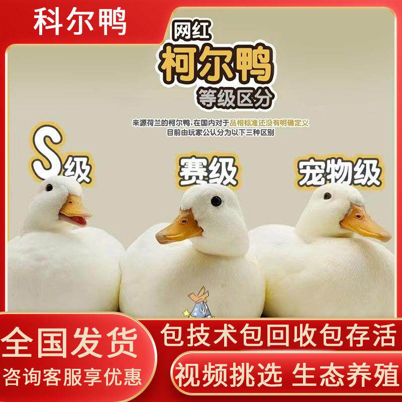 柯尔鸭活物网红鸭CallDuck小柯达鸭幼崽s级科达鸭养殖资料
