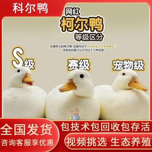 柯尔鸭活物网红鸭CallDuck小柯达鸭幼崽s级科达鸭养殖资料