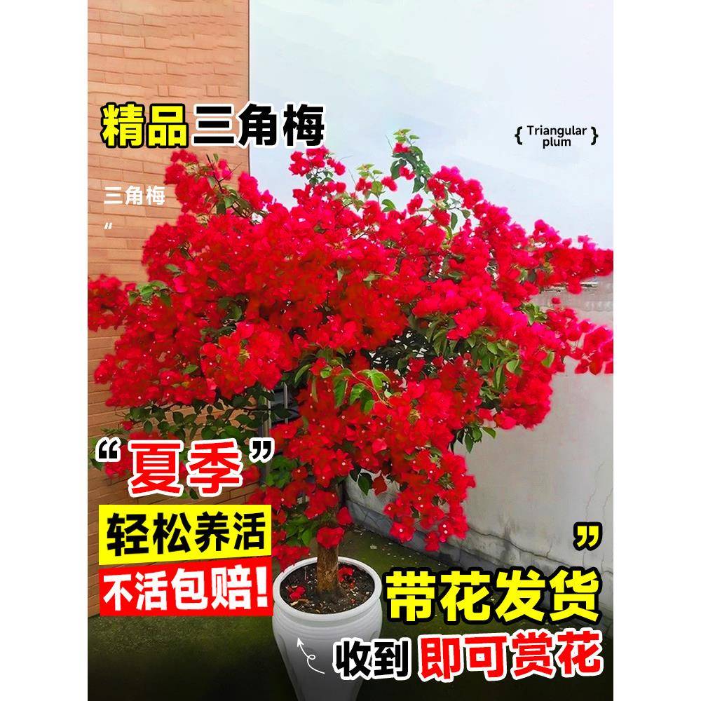 三角梅盆栽重瓣四季绿漳红樱爬藤植物矮桩阳台树苗耐寒老桩带花卉