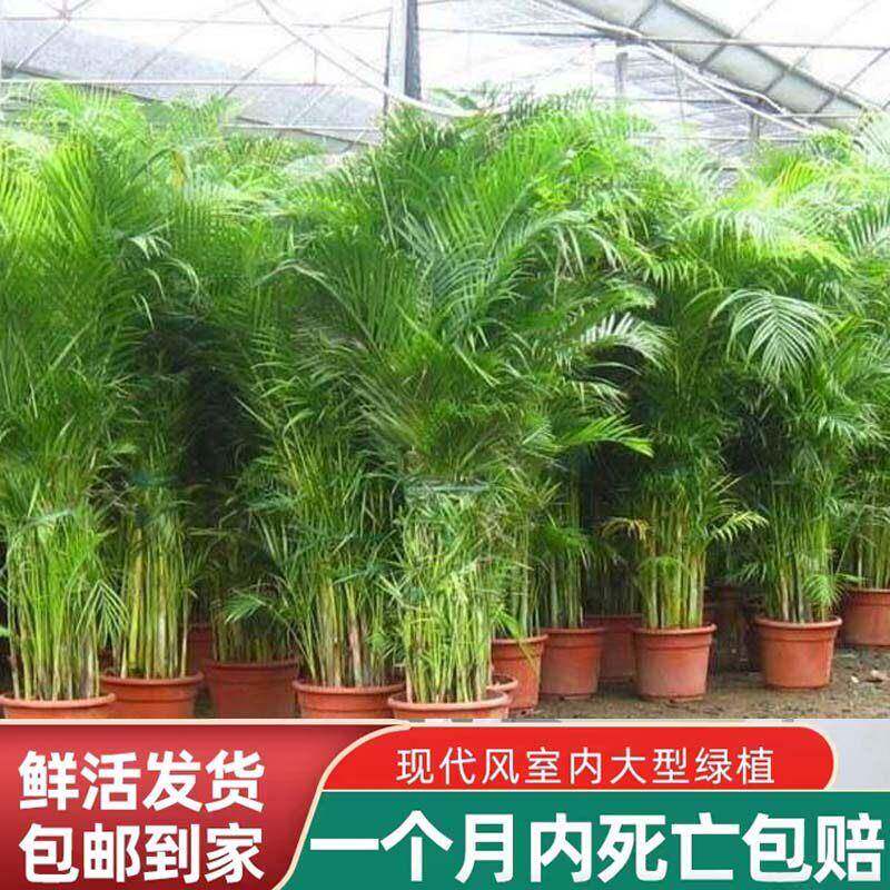 散尾葵富贵椰子树盆栽绿植花卉凤尾竹室内客厅大型植物夏威夷竹子