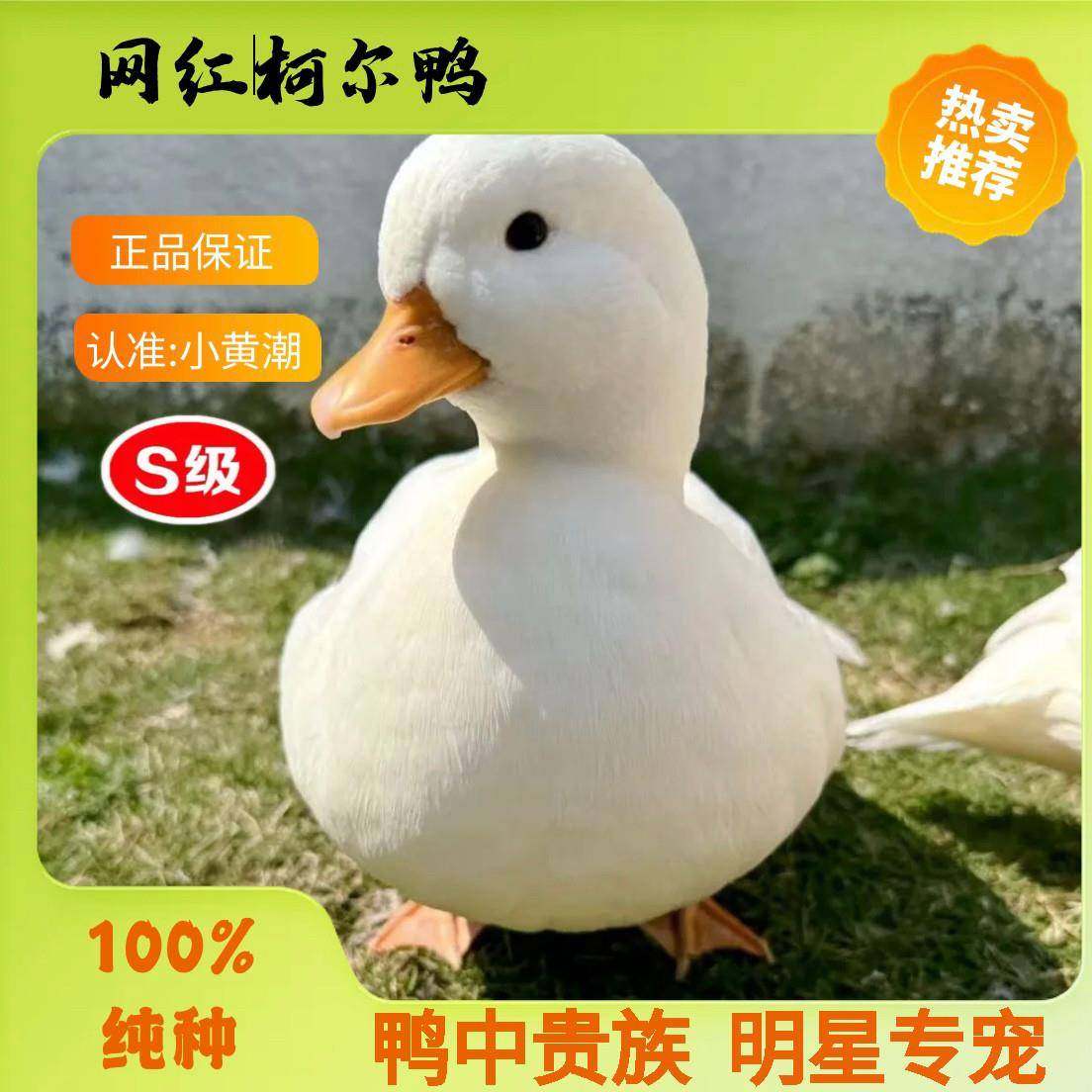 柯尔鸭S级赛级网红可达鸭青年成年宠物鸭活体萌宠幼崽正宗科尔鸭,宠物/宠物食品及用品,宠物鸭,淘宝优惠券,粉丝福利购,淘宝优惠卷