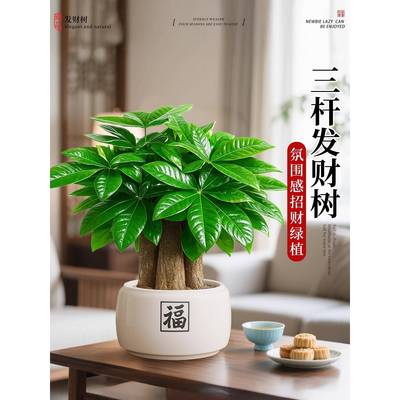 发财树盆栽招财旺宅桌面盆景办公室绿植室内客厅中式禅意四季植物