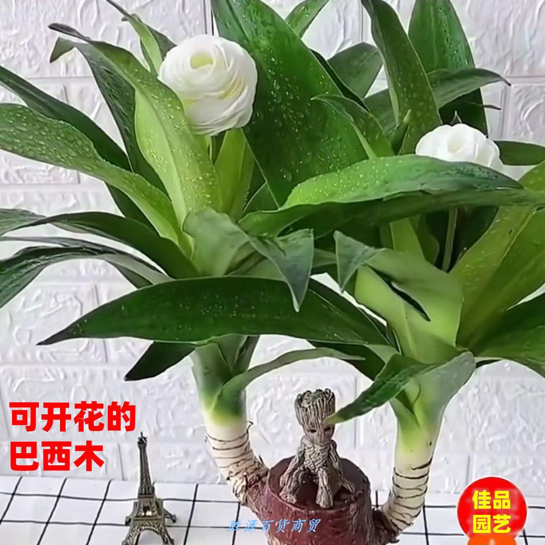 巴西木盆栽格鲁特室内水培植物网红开花巴西幸运木