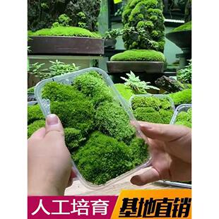 青苔苔藓植物鲜活白发藓生态瓶微景观diy盆栽室内兰花假山造景新