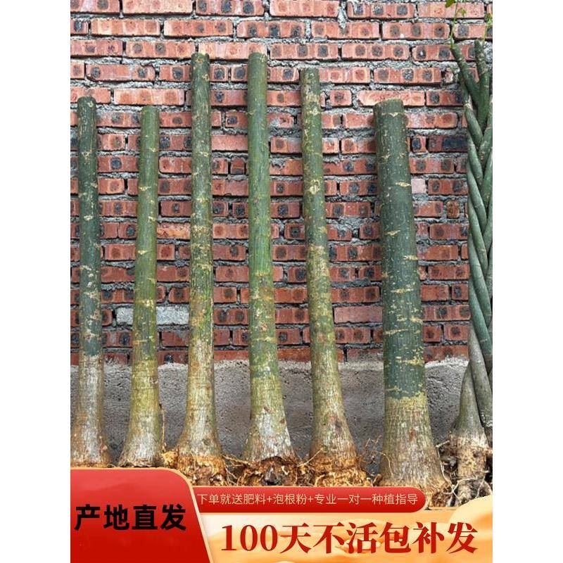 发财树五辫大树桩步步高升树苗室内客厅招财旺宅花卉绿植物盆栽树