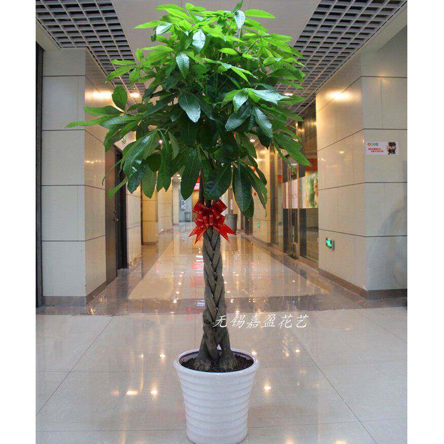 无锡发财树招财树天堂鸟幸福树速递搬家搬迁开业商场盆景绿色植物