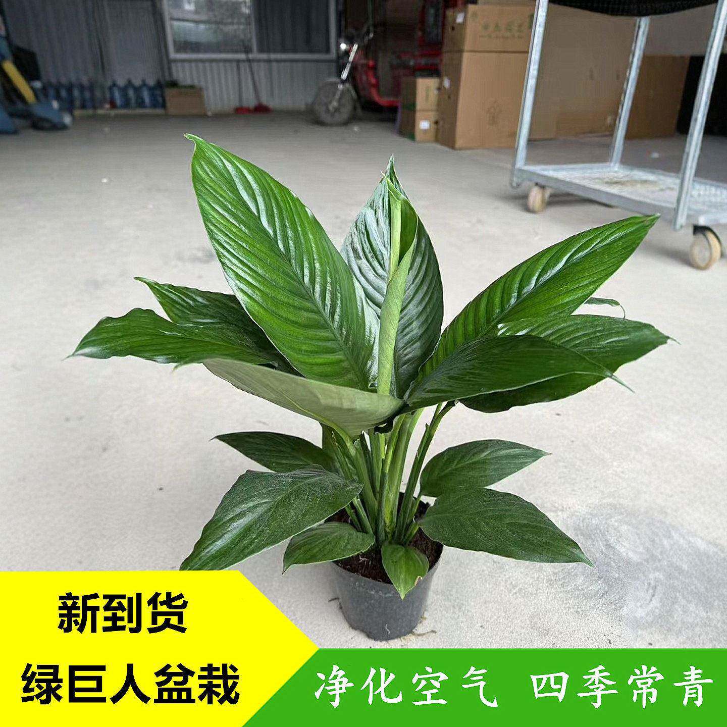 绿巨人盆栽观叶植物办公室大叶客厅桌面万年青绿植吸尘净化空气
