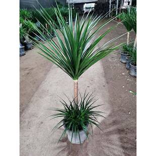 黑珍珠龙血树盆栽细叶双层多头精品龙须树老桩大型室内客厅绿植苗