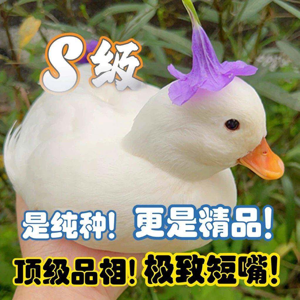 柯尔鸭活宠物幼崽网红鸭子柯达鸭一公一母纯种青成年赛S级可下蛋