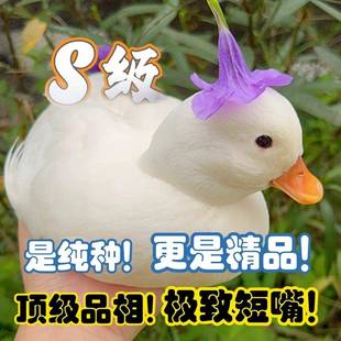 柯尔鸭活宠物幼崽网红鸭子柯达鸭一公一母纯种青成年赛S级可下蛋