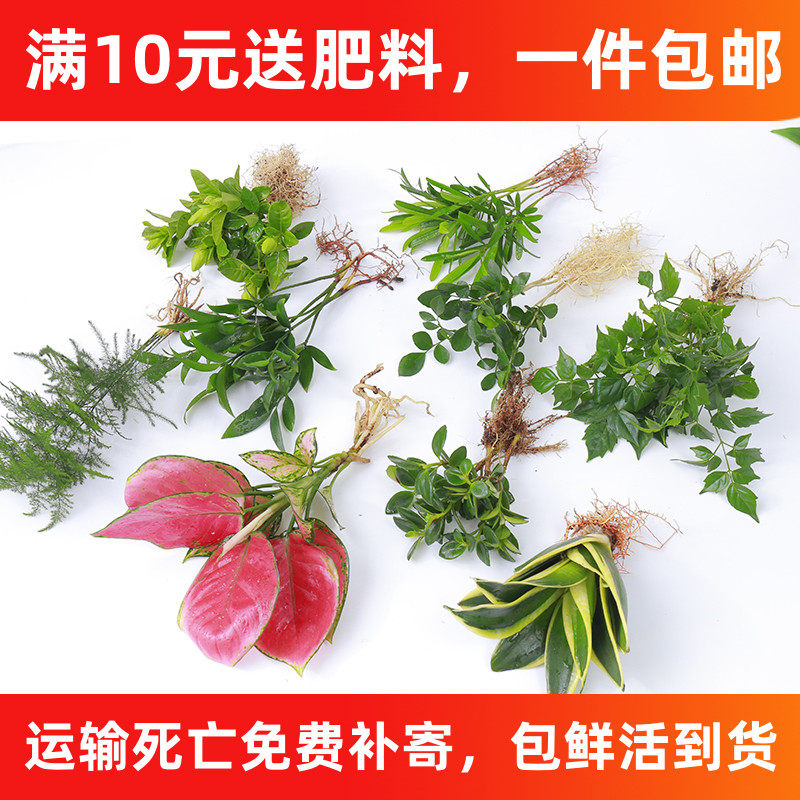 办公室绿植水培花卉桌面好养活盆栽小植物四季长青绿萝发财树花苗