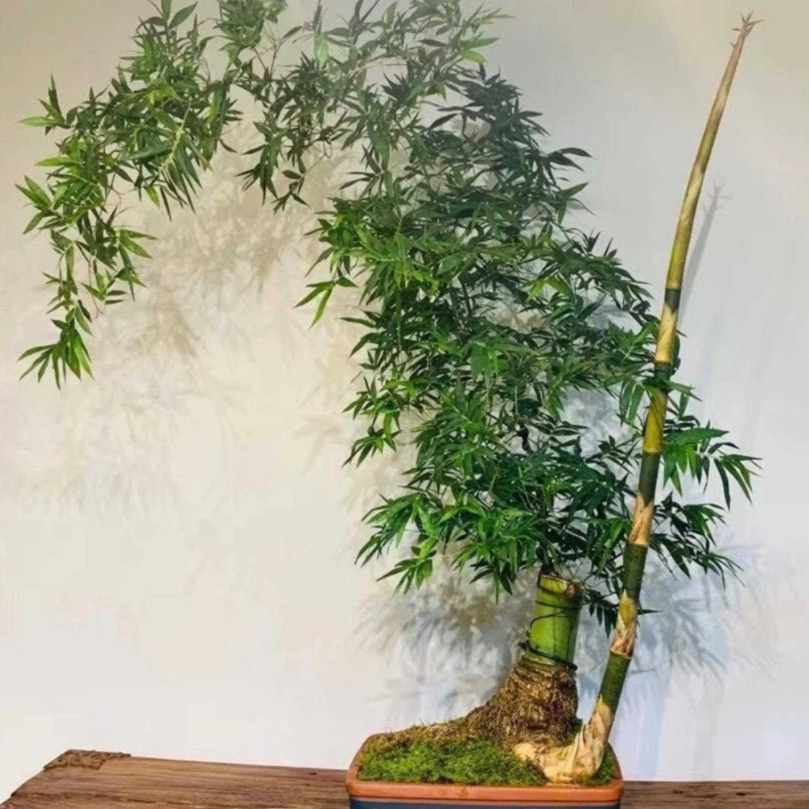 小叶簕竹根苗勒竹老桩桌面绿植成品竹子盆栽室内文人茶几盆景花卉