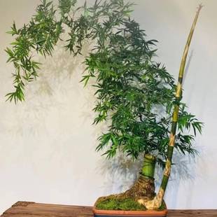 小叶簕竹根苗勒竹老桩桌面绿植成品竹子盆栽室内文人茶几盆景花卉