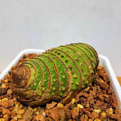 小叶簕竹生桩根苗裸根室内盆景四季常绿盆栽文雅禅意茶室观景竹子