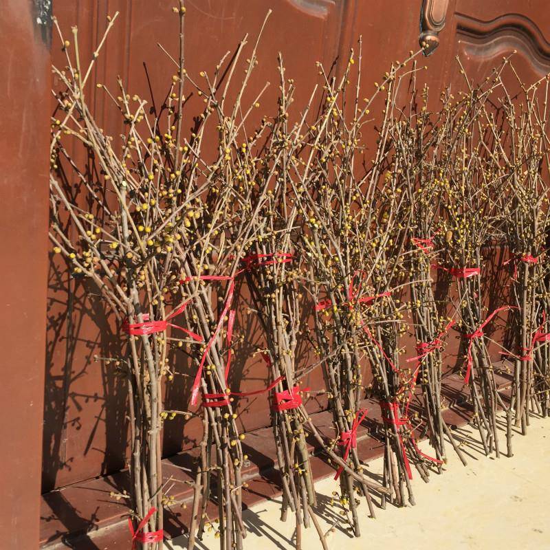 腊梅枝条鲜切花插水开花水养腊梅干枝花红梅绿梅紫玉兰干支花泡水