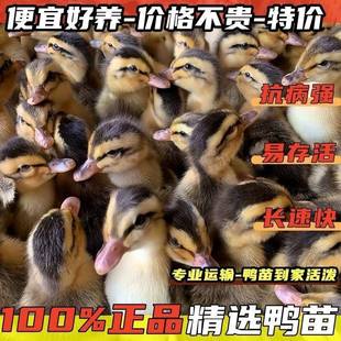 鸭子活苗高产蛋麻鸭苗活体大种青头鸭绿头鸭旱鸭水鸭小鸭子宠物鸭