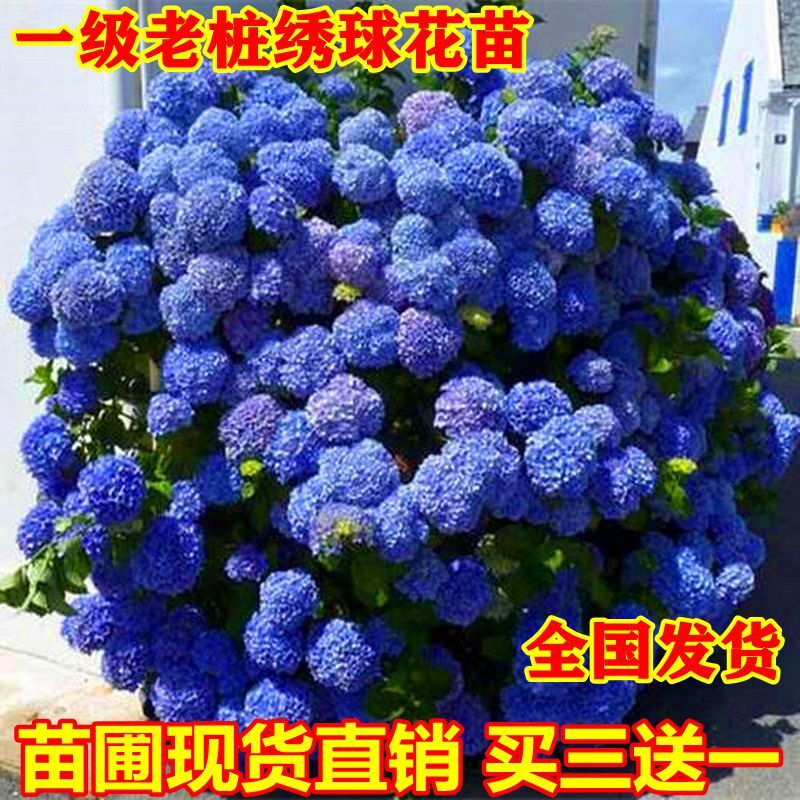 无尽夏八仙绣球花苗老桩大花绣球苗盆栽花卉庭院阳台植物 惠轻查