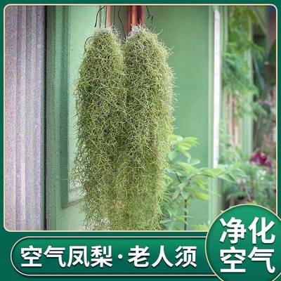 包邮老人须松萝空气草空气凤梨无土植物绿植盆栽卧室客厅净化空气