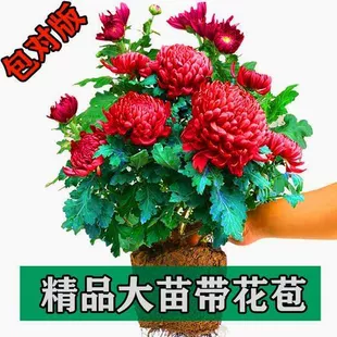 菊大花菊带花苞室内庭院常年四季 好养型花卉九月菊 菊花苗盆栽四季