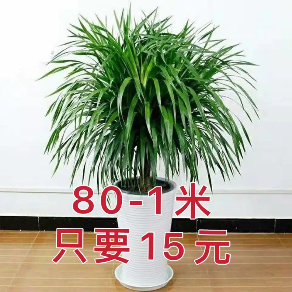 大型龙须树龙须铁龙血树室内客厅盆栽绿植四季常青净化空气