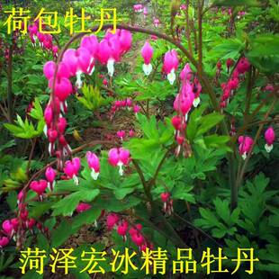 荷包牡丹 纯正菏泽牡丹花苗 可盆栽 菏泽宏冰精品牡丹 庭院观赏