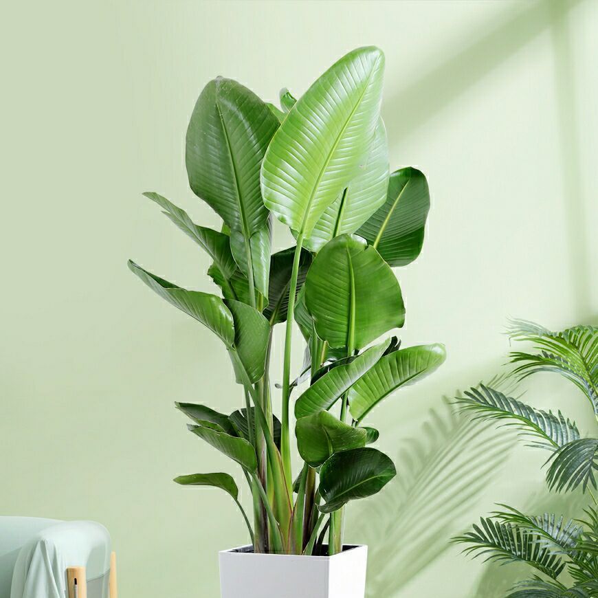 天堂鸟北欧植物盆栽室内大型植物鹤望兰客厅净化空气绿植盆栽怎么看?