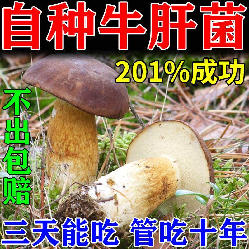牛肝菌菌种自种野生新鲜菌包懒人家庭阳台栽培趣味高产可食用菌菇