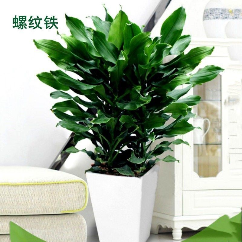 大型金边巴西铁螺纹铁室内阳台