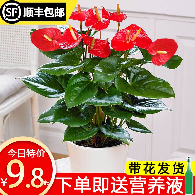 红掌白掌盆栽植物室内好养水养