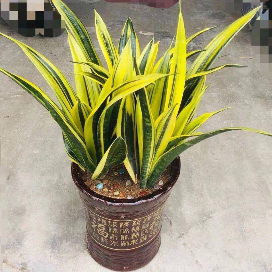 黄金虎皮兰盆栽稀有虎尾兰净化空气盆景新房室内防辐射绿植