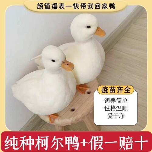 纯种柯尔鸭幼崽仔可达鸭活物网红柯尔鸭纯种科尔鸭成年观赏鸭包活