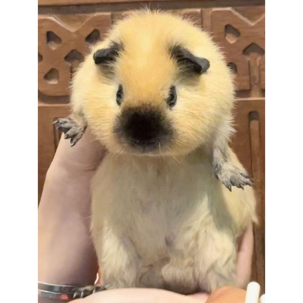 宠物荷兰猪豚鼠活体荷兰兔黑豚彩豚鼠黑豚鼠幼崽活物疫苗已打