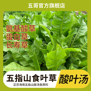 五指山食叶草海南酸叶汤五指山酸叶草酸叶鱼酸叶肉食叶草官方旗舰