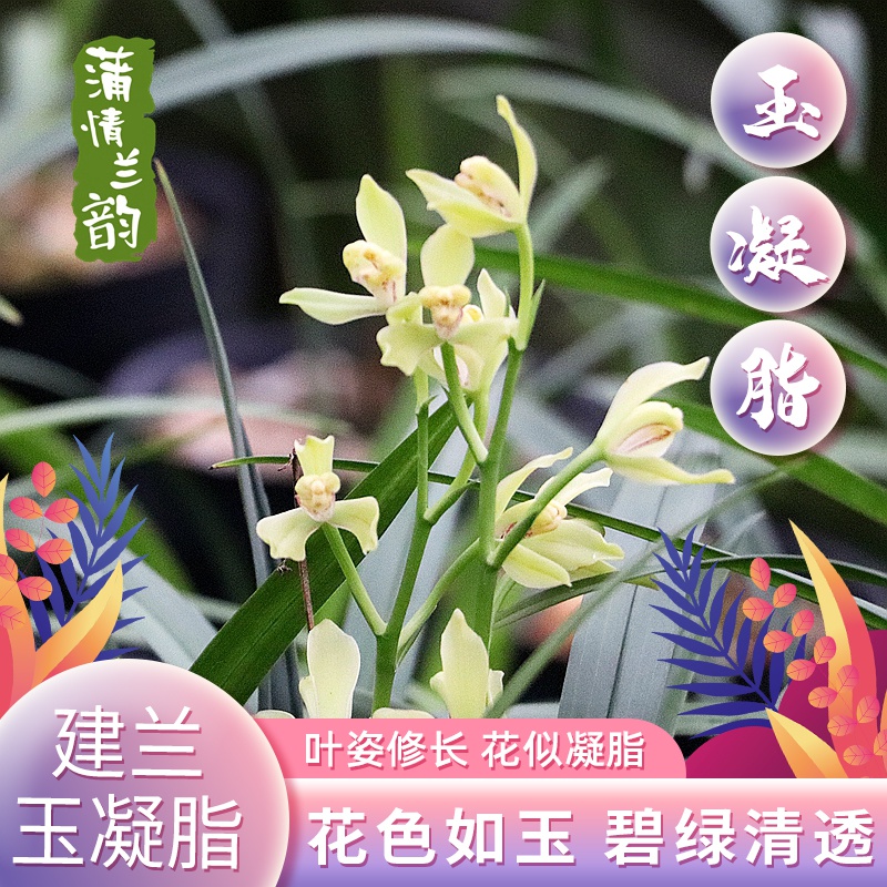 新品浓香味兰花苗带花苞建兰玉凝脂室内阳台四季花卉