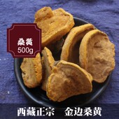 500克 桑黄菌 西藏桑树桑黄 金边大块桑黄灵芝