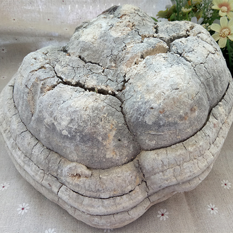 中药材 苦白蹄 别名:阿里红 落叶松茸 药用层孔菌 白灵芝 500克